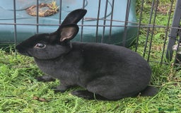 Rex rabbits for sale: Rex Rabbits 13-15 weeks - Image 6