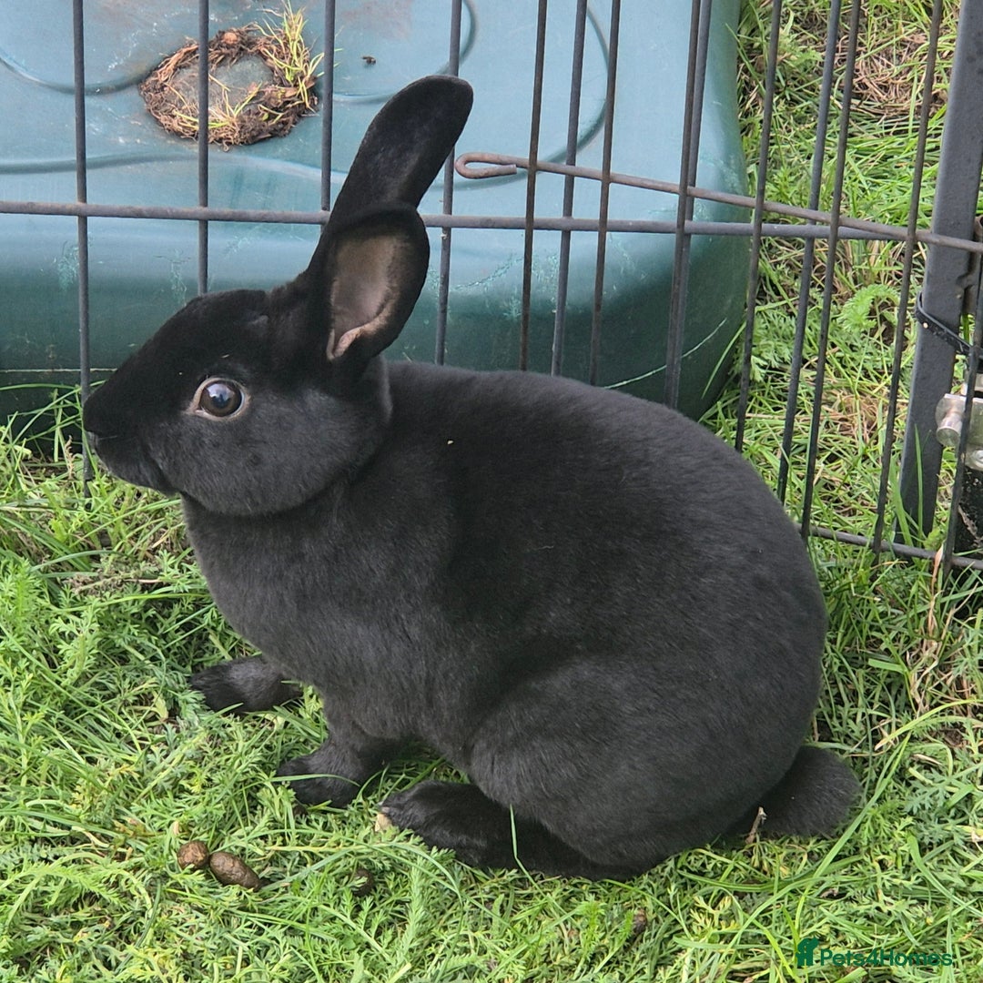 Rex rabbits for sale: Rex Rabbits 13-15 weeks - Image 6