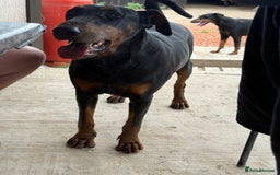 Dobermann dogs for sale: 2 Doberman females  - Image 3