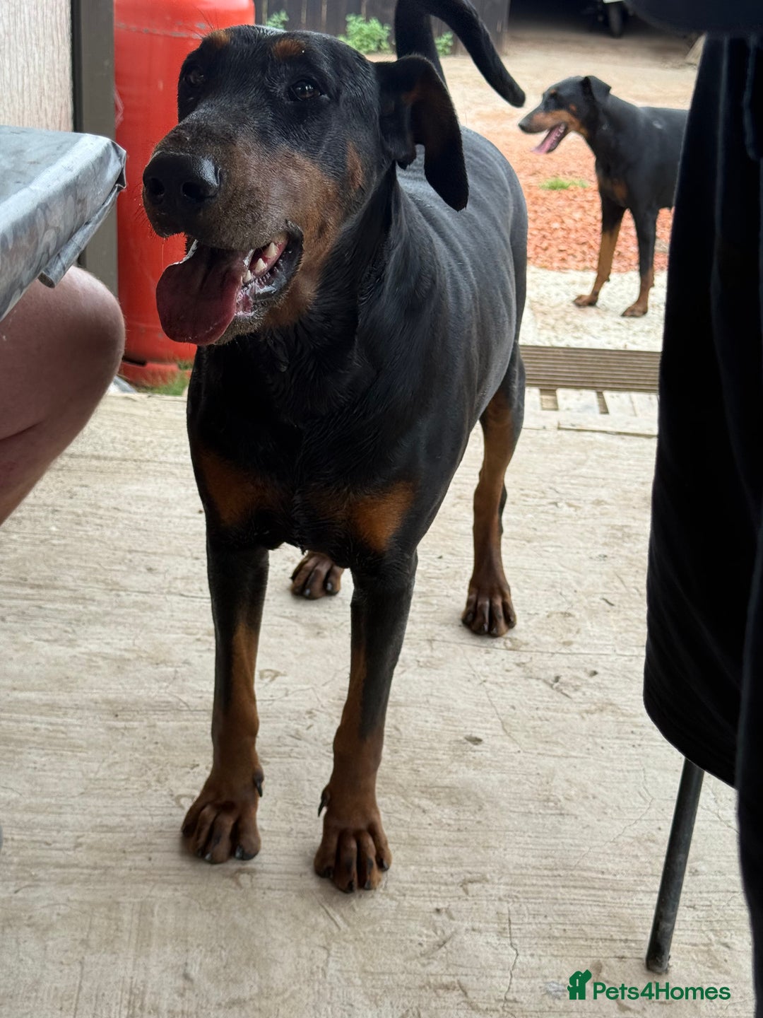 Dobermann dogs for sale: 2 Doberman females  - Image 3