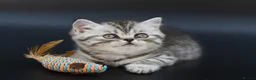 Scottish Fold cats for sale: LICENSED CATTERY Last KittenPURE BREED TOP QUALITY - Advert 5