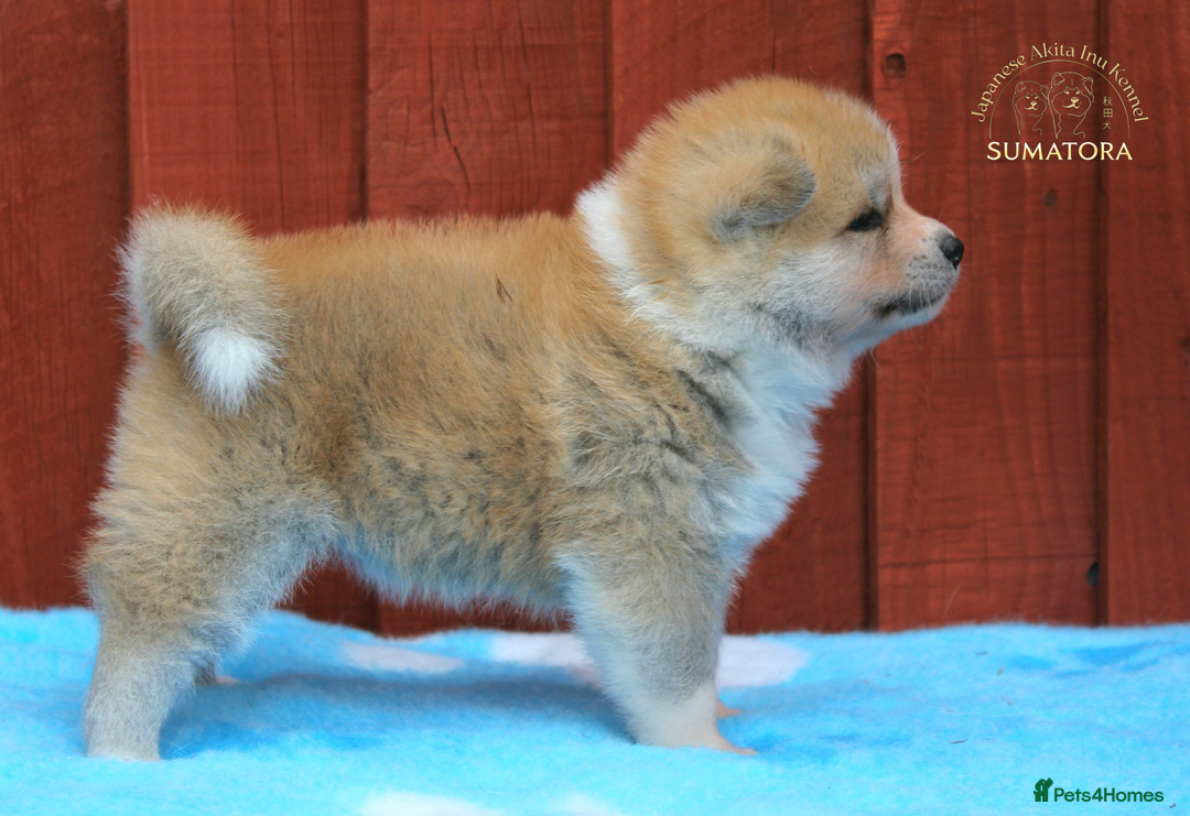 Japanese Akita Inu dogs for sale: ♥OUR PUPPIES ARRIVED♥ in Builth Wells - Image 13