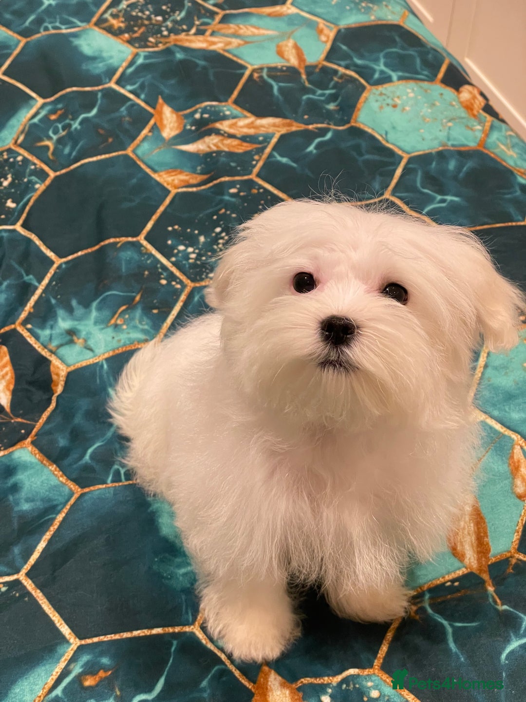 Maltese dogs for sale:  ✨ Special – Korean Maltese Puppies 🐾 - Advert 19