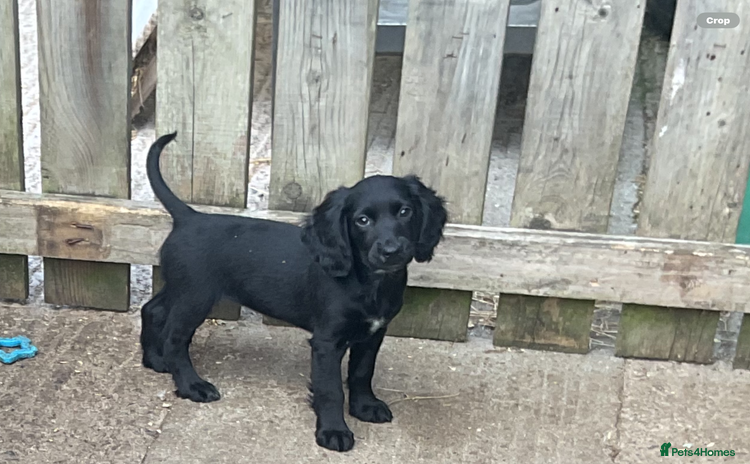 Cocker Spaniel dogs - Advert 11