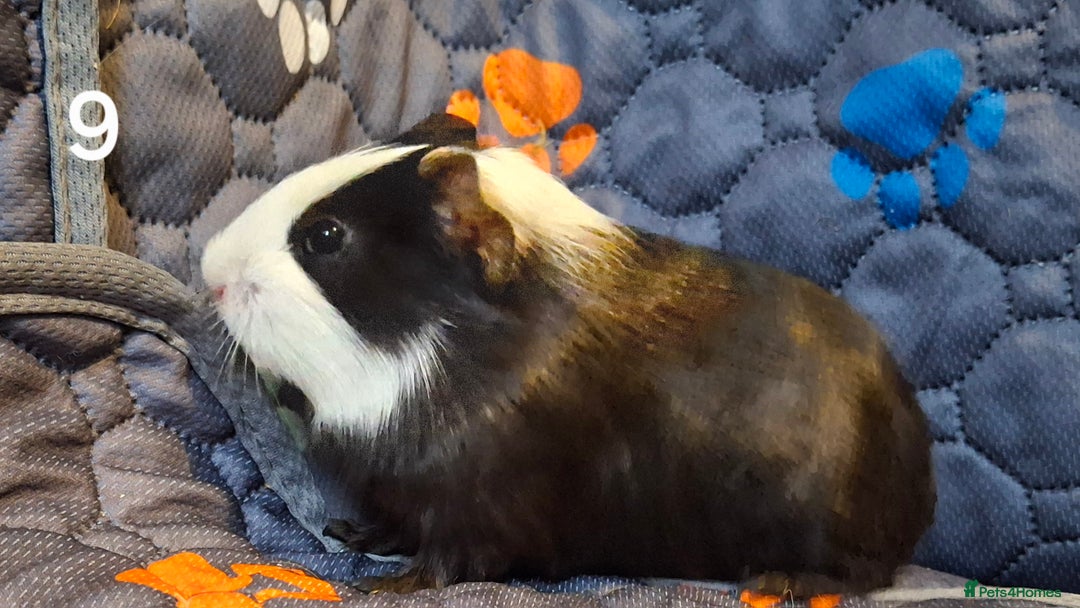 Guinea Pig rodents for sale: Beautiful Baby guinea pigs looking for new home - Advert 9