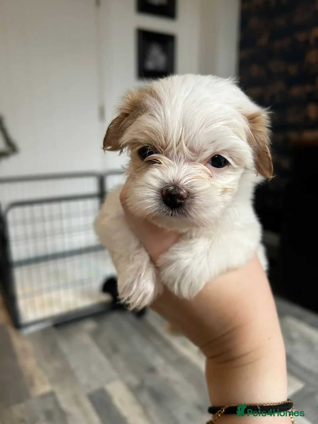 Havanese dogs for sale: Beautiful Havanese Puppies - Advert 22