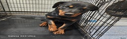 Rottweiler dogs for sale: 6 month old female rottweiler  - Advert 2
