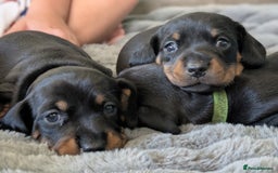 Dachshund dogs for sale: 🐾 Standard Dachshund Puppies-Absolutely perfect🐾 - Image 2