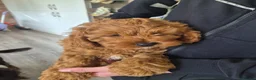 Cavapoo dogs for sale: ** Only 2 Left ** Adorable Red F1B Cavapoo puppies - Advert 16