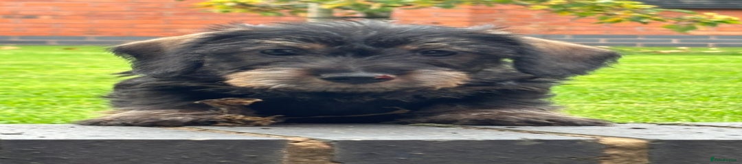 Miniature Dachshund Puppy 1