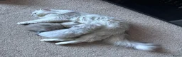 Mixed Breed cats for sale: Beautiful Fluffy Kittens – BritishLonghair&Ragdoll in Penicuik - Advert 4