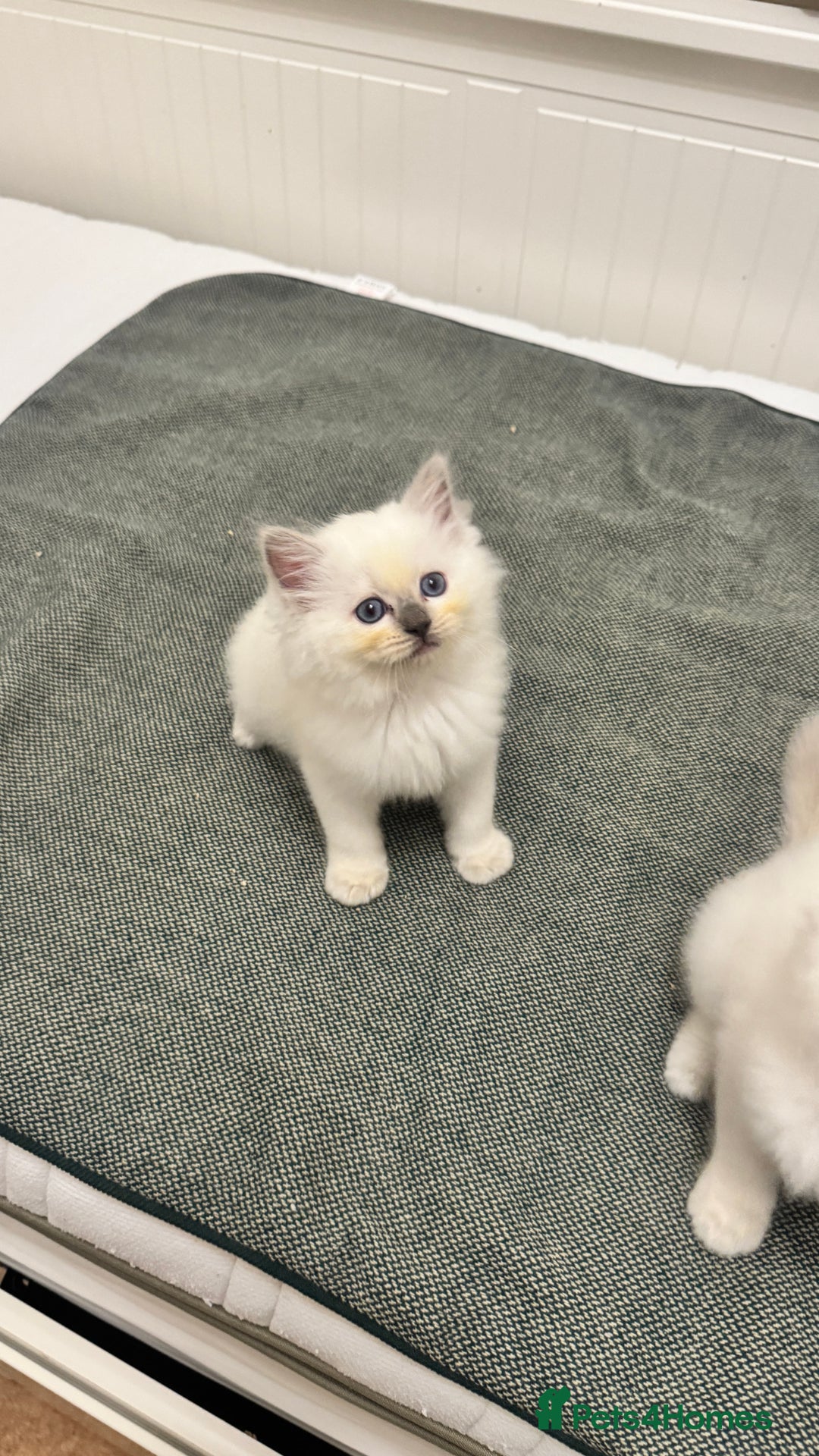 Ragdoll cats for sale: GCCF reg , Rare and milky white Lilac kittens  - Advert 17