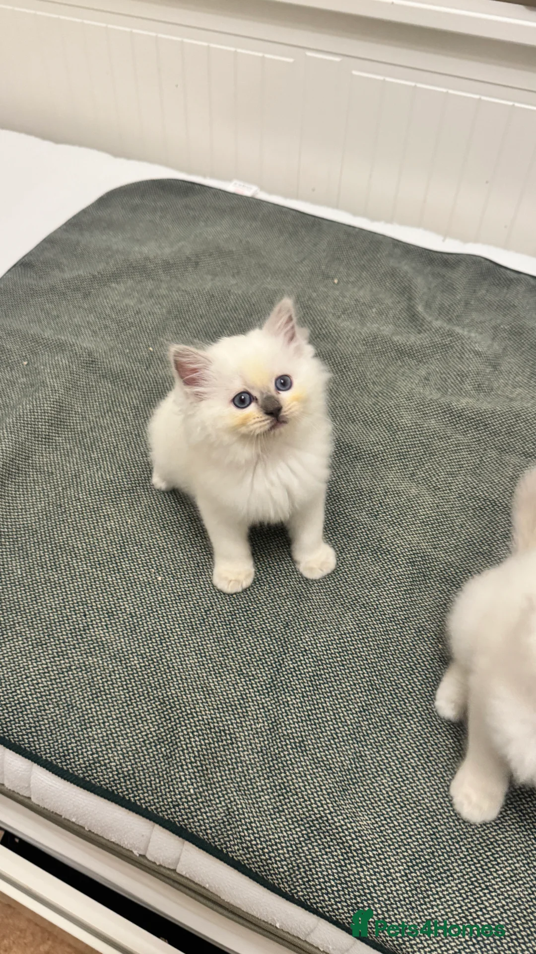Ragdoll cats for sale: GCCF reg , Rare and icy  white Lilac kittens  - Advert 17