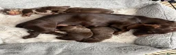 Miniature Dachshund dogs for sale: Mini dachshund  - Advert 12