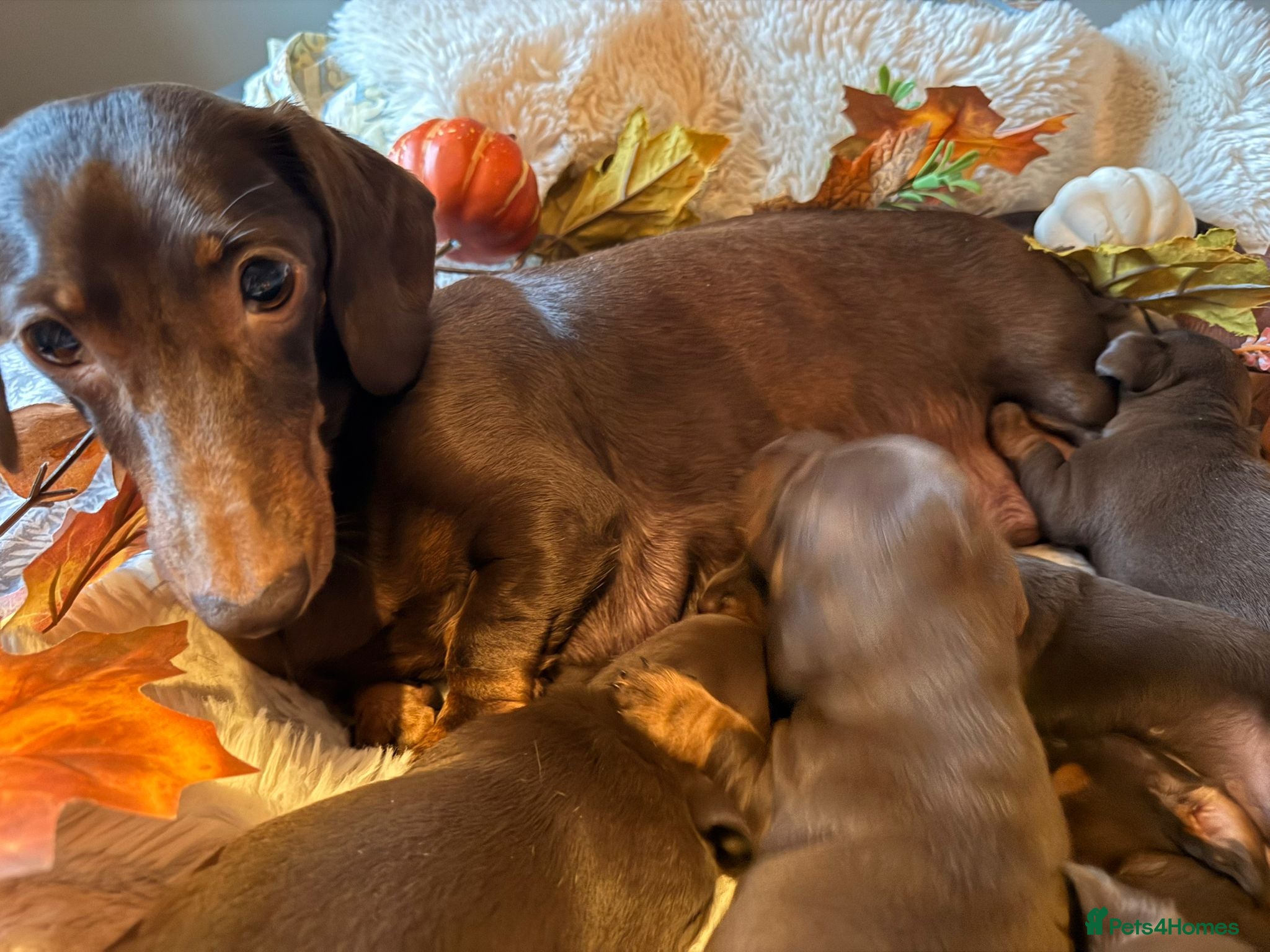 Miniature Dachshund dogs Miniature chocolate and tan dashound - Advert 1