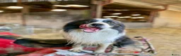 Border Collie dogs for sale: ⭐️ 2 Beautiful Female Border Collie Pups Left ⭐️ - Advert 8