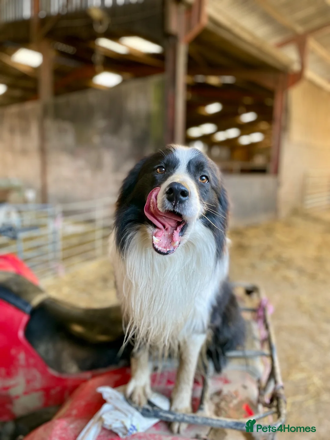 Border Collie dogs for sale: ⭐️ 2 Beautiful Female Border Collie Pups Left ⭐️ - Advert 8