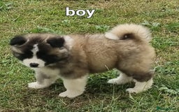 Akita dogs for sale: Akita pup READY in Sunderland - Image 7
