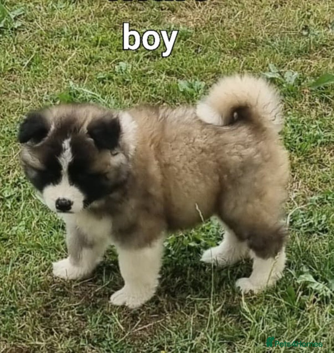 Akita dogs for sale: Akita pup READY in Sunderland - Image 7