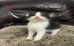 Mixed Breed cats for sale: 6 X BEAUTIFUL MIXED BREED KITTENS BORN 23.08.2025  - Image 2