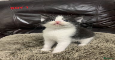 Mixed Breed cats - Advert 13