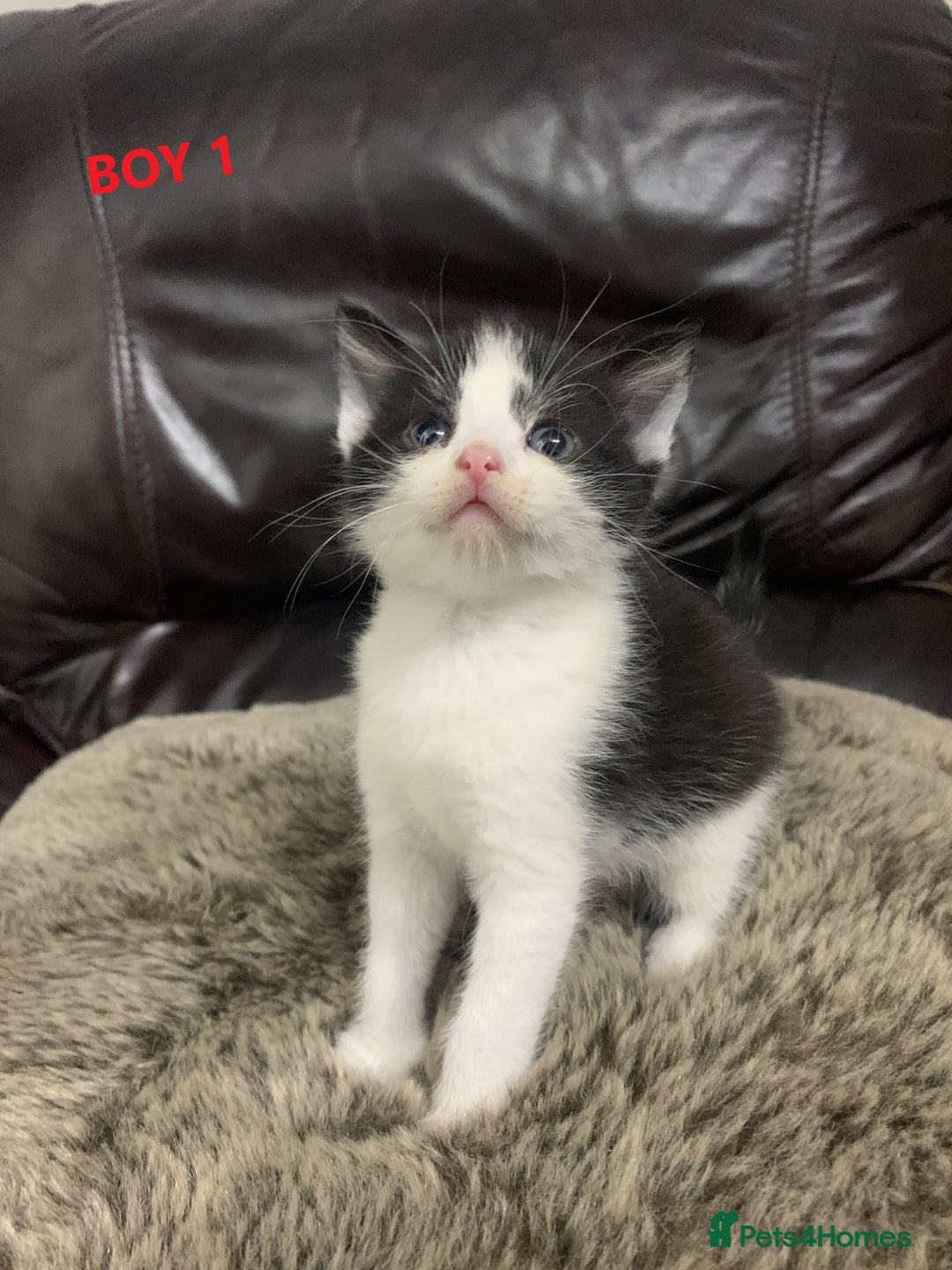 Mixed Breed cats for sale: 6 X BEAUTIFUL MIXED BREED KITTENS BORN 23.08.2025  - Image 2