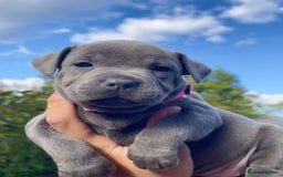 Staffordshire Bull Terrier dogs for sale: STUNNING CHAMPION BRED LITTER - Image 9