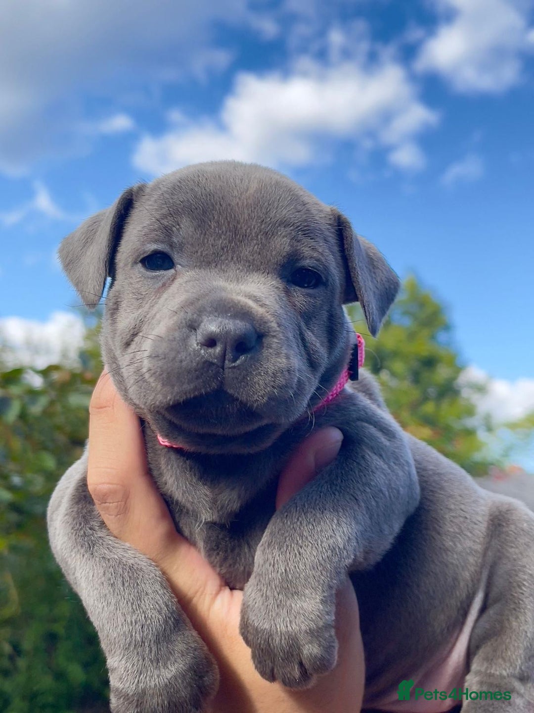 Staffordshire Bull Terrier dogs for sale: STUNNING CHAMPION BRED LITTER - Image 9