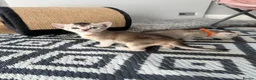 Abyssinian cats for sale: Silver Abyssinian kittens  - Advert 19
