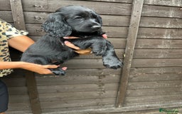 Cocker Spaniel dogs for sale: Cocker spaniel female puppies  - Image 26