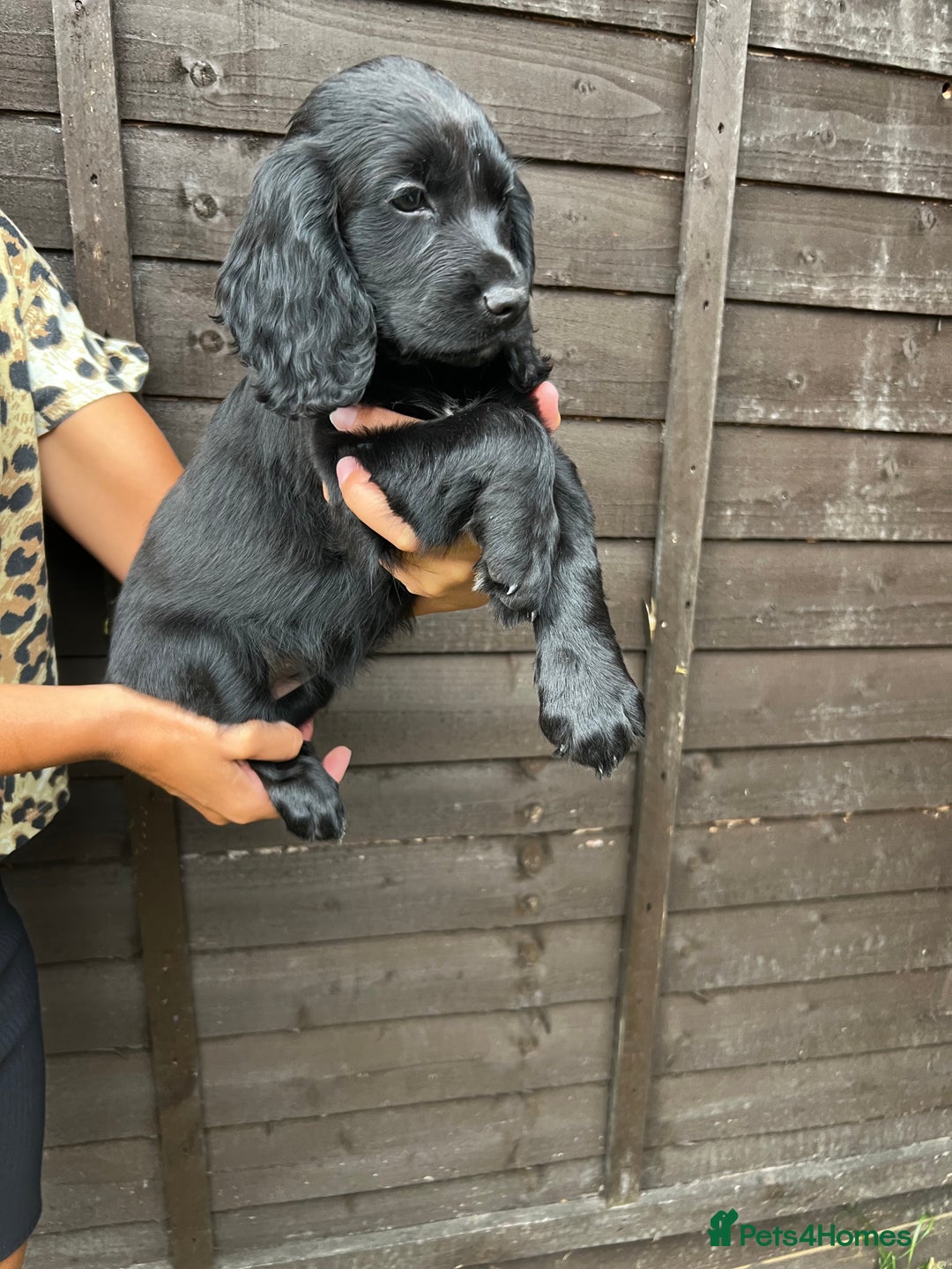 Cocker Spaniel dogs for sale: Cocker spaniel female puppies  - Image 26