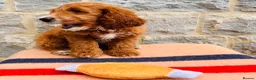 Cockapoo dogs for sale: 🧡💛 ADORABLE F1B COCKAPOO PUPPIES 💛🧡 - Advert 13