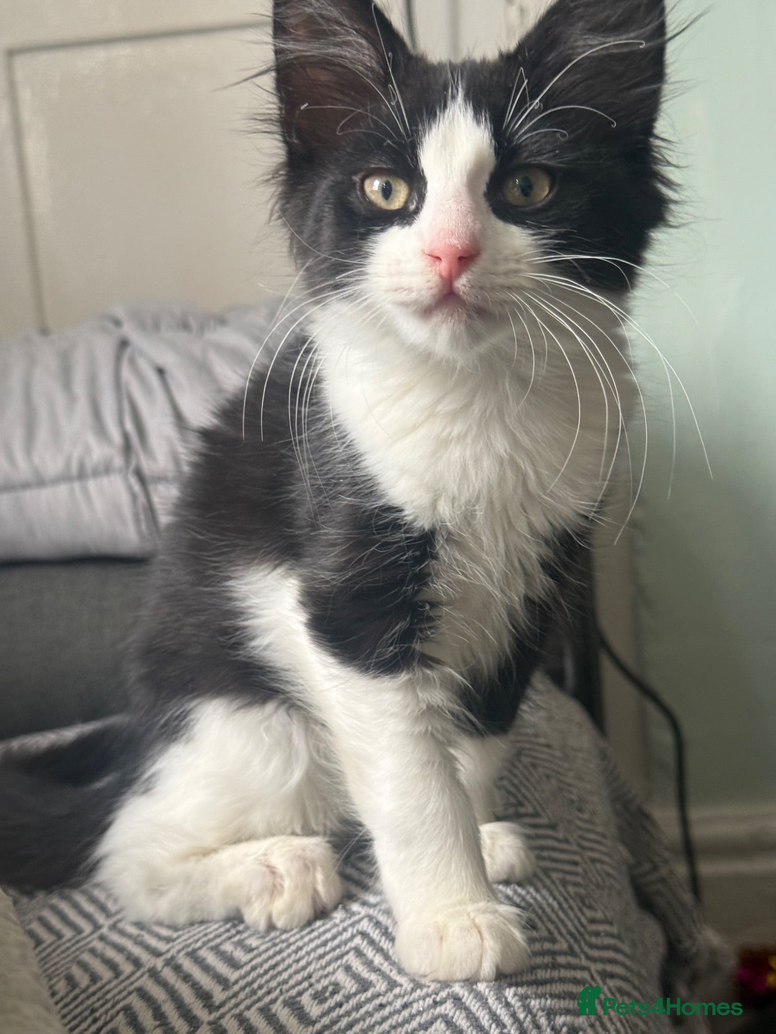 Mixed Breed cats Fluffy black and white kitten  - Advert 17