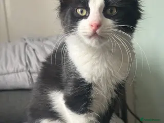 Mixed Breed cats Fluffy black and white kitten - Advert 17