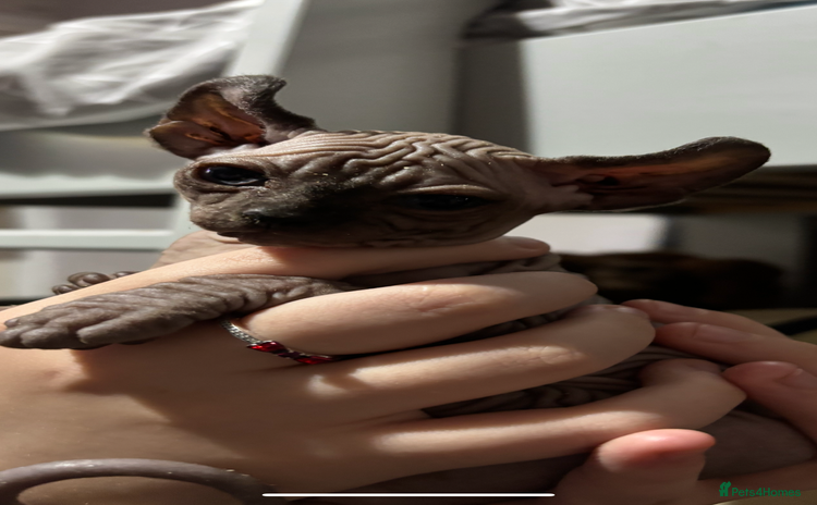 Sphynx cats - Advert 11