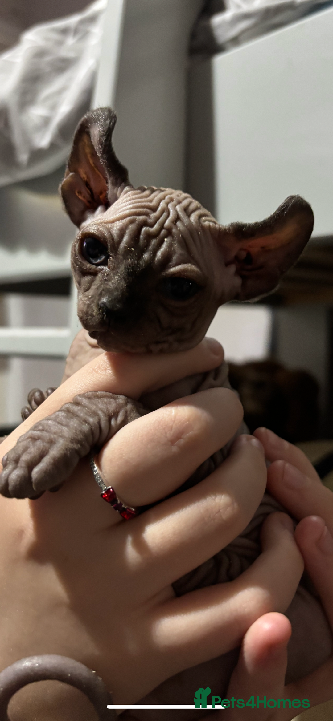 Sphynx cats for sale: male sphynx  - Image 1