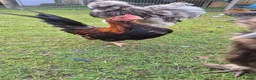 Chickens poultry for sale: Silkies/Seramas/Quails/Hatching eggs - Advert 5