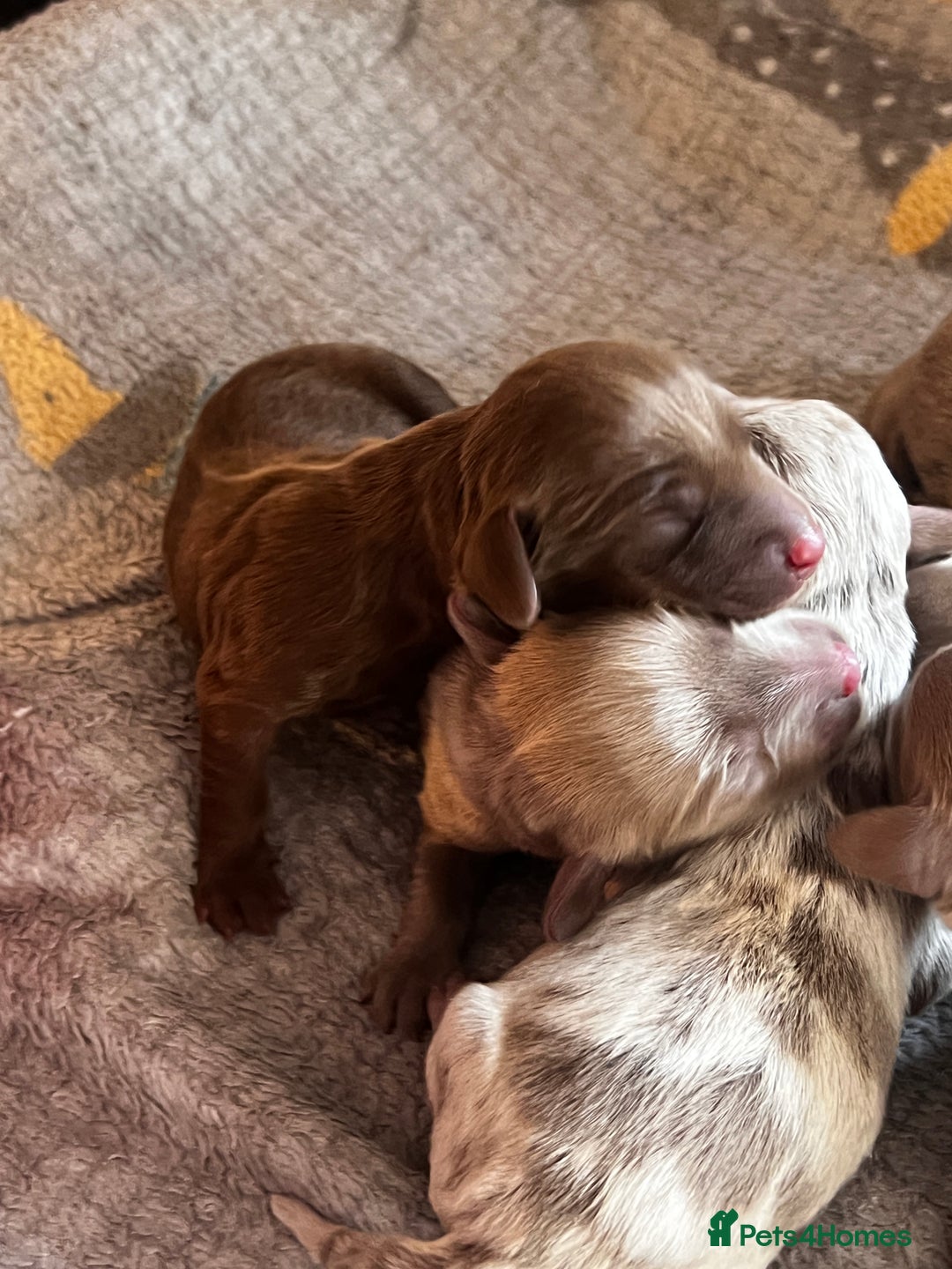 Miniature Dachshund dogs for sale: 5 long hair miniature dachshund  - Image 9