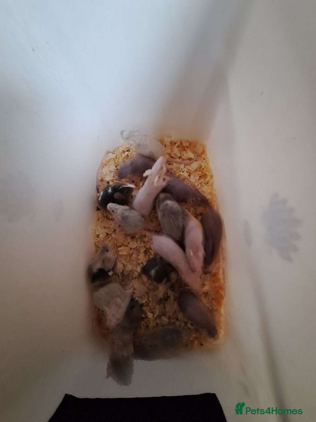 Mouse rodents for sale: Fancy pet mice for sale £8 each  - Advert 10