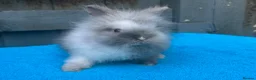 Lionhead rabbits for sale: 2 adorable double mane lionhead baby bunnies  - Advert 13