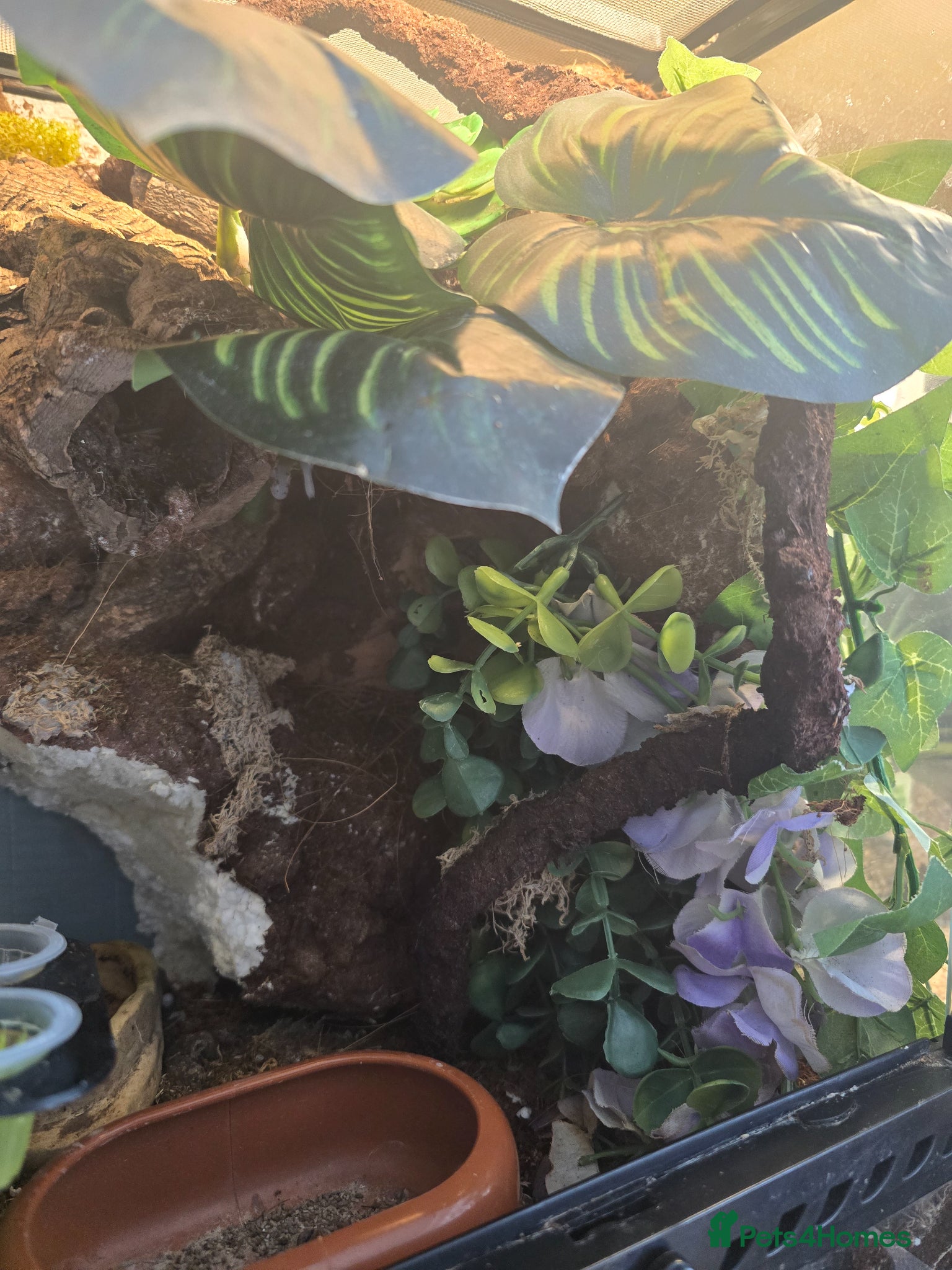 Mixed Breed reptiles for sale: Reptiles, Tarantulas & Enclosures for Sale in Bradford - Advert 9