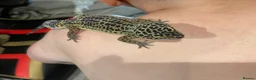 Leopard Gecko reptiles for sale: Leopard Gecko and all the set up  in Wilmslow - Advert 3
