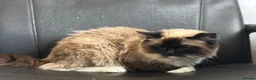 Ragdoll cats for sale: Sweet 1 Year Old Female Ragdoll Cat - Kimmy - Advert 5
