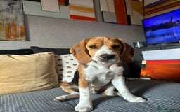 Beagle dogs for sale: Beautiful boy Beagle nearly 6 months old  - Image 2