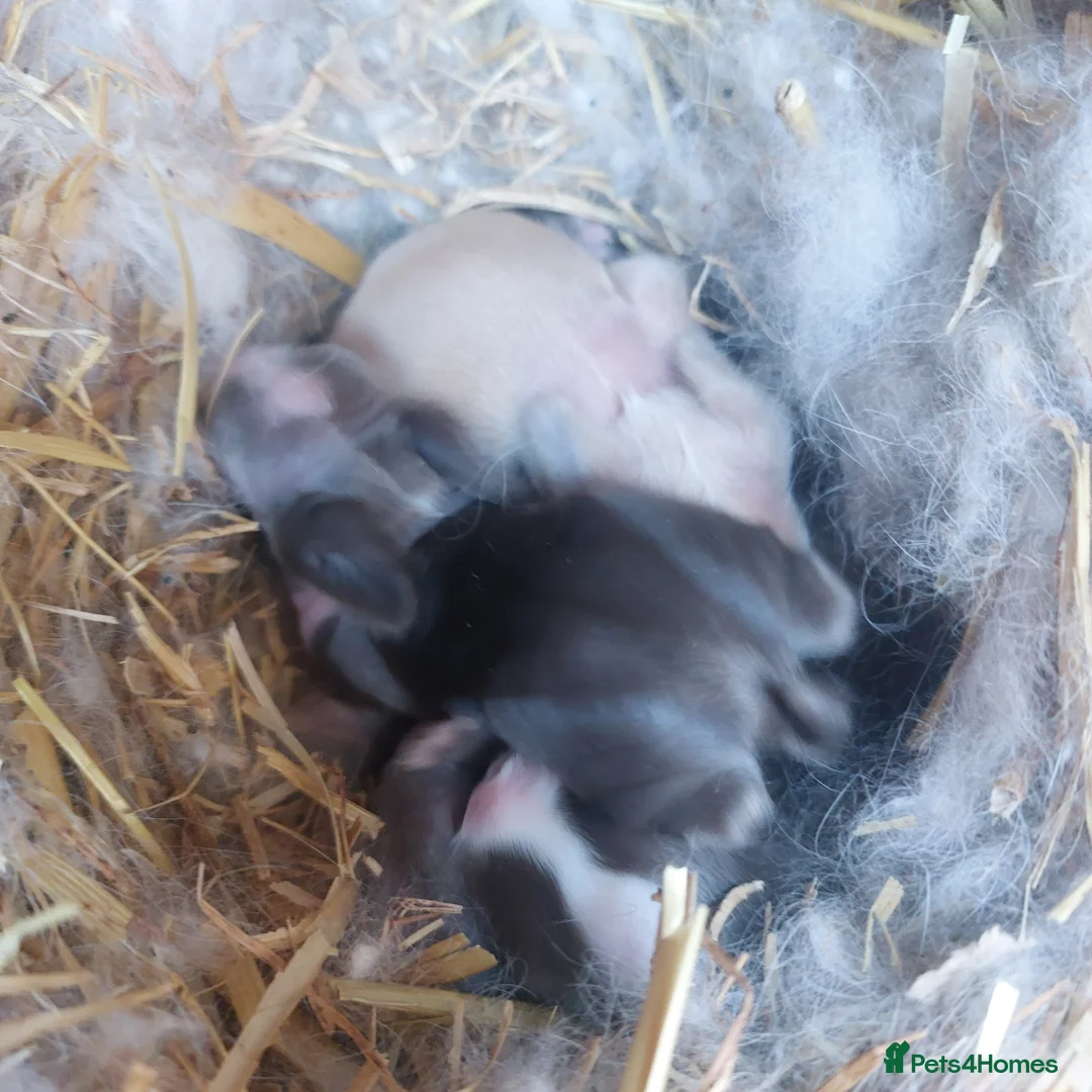 Lionhead rabbits for sale: PURE BRED DOUBLE LION HEAD BABIES  - Advert 14