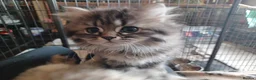Mixed Breed cats for sale: British Shorthair x Chinchilla Persian girls/boys  in Blackpool - Advert 11