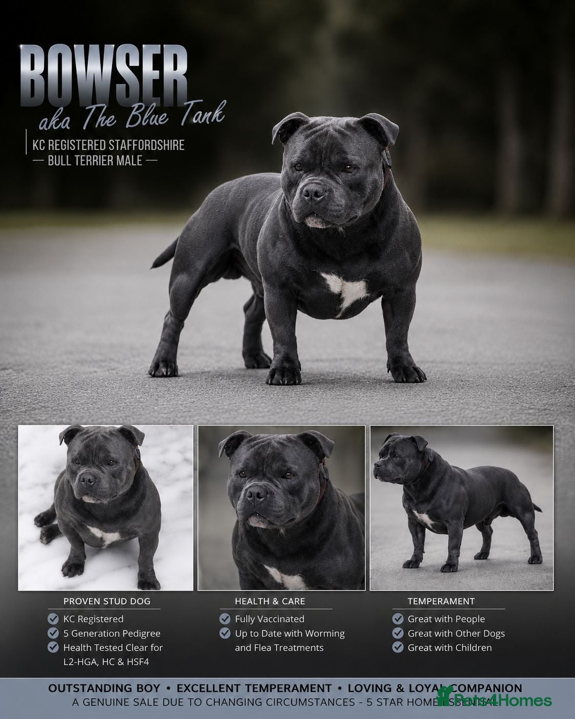 Staffordshire Bull Terrier dogs Bowser - Blue Staffy Male For Sale - Advert 2