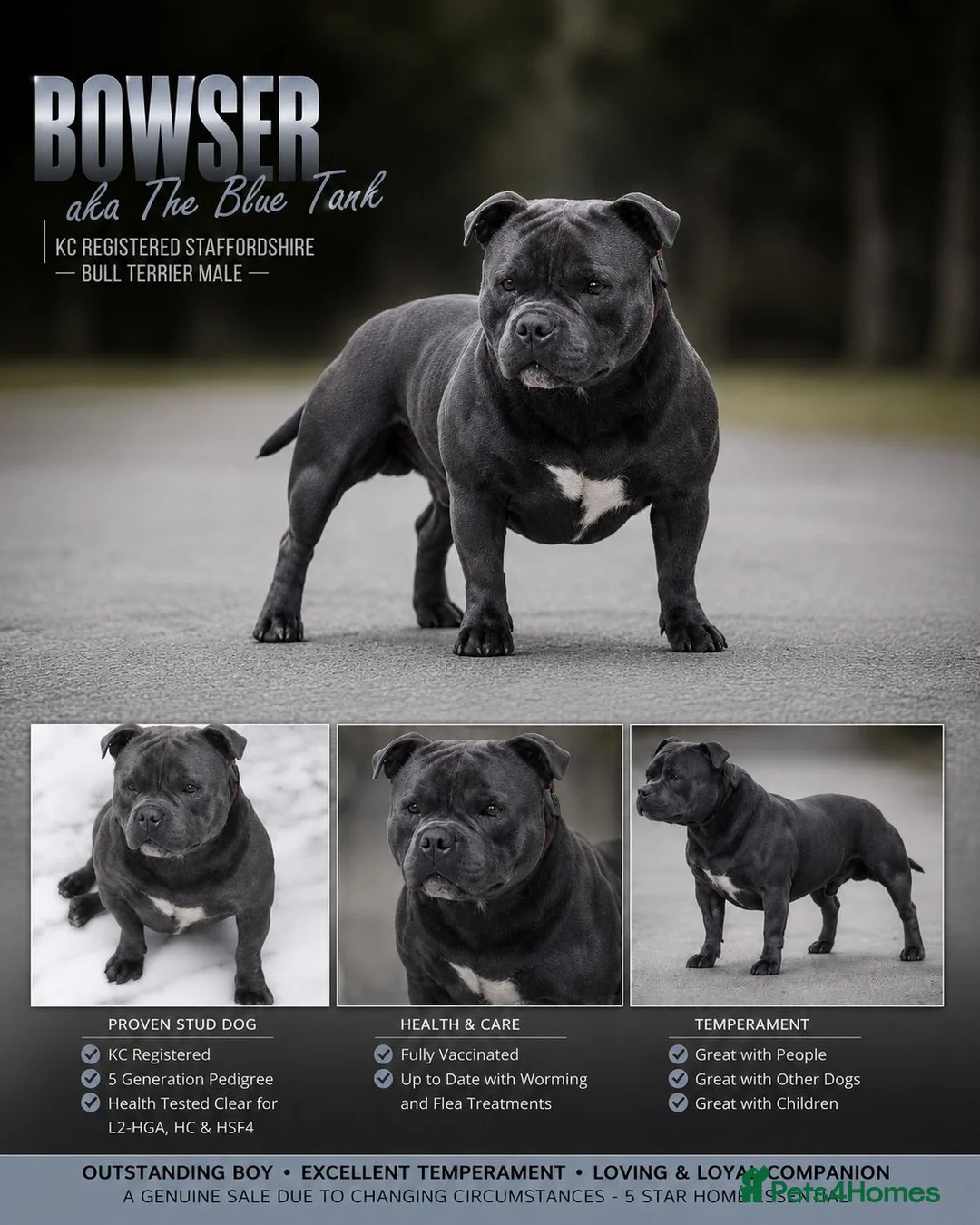 Staffordshire Bull Terrier dogs for sale: Bowser - Blue Staffy Male For Sale - Advert 1