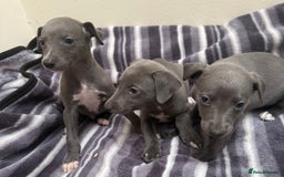 Whippet dogs for sale: Beautiful Whippets - Image 4