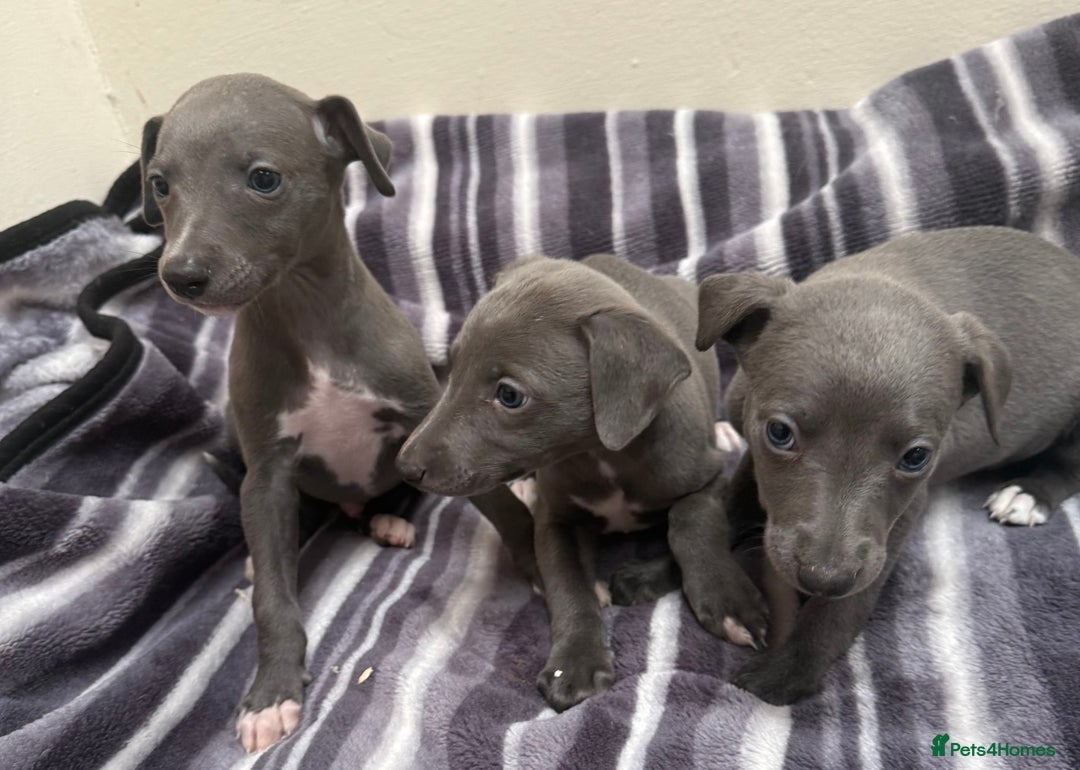 Whippet dogs for sale: Beautiful Whippets - Image 4